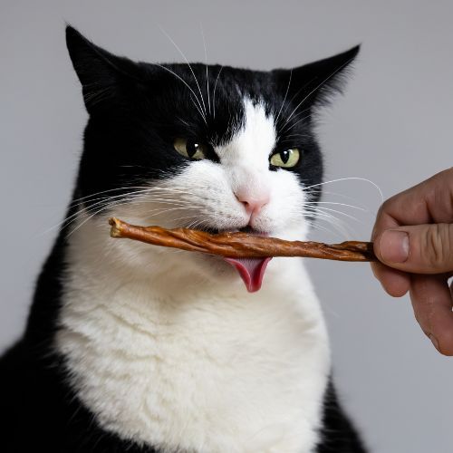 Kattensnacks