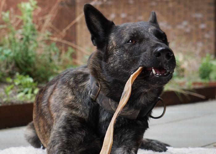Harde kauwsnacks voor honden van Carnis