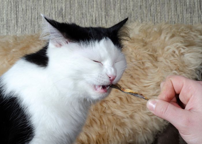 Gedroogde kattensnacks van Carnis – luchtgedroogde, natuurlijke beloningen voor katten