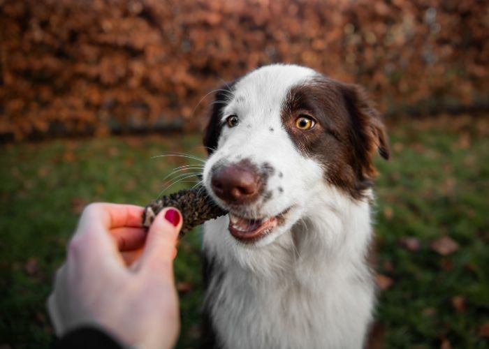 Pens is een gezonde snack voor je hond!